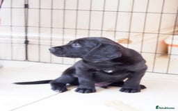Cockerdor dogs for sale: Working Cockerdor Pups - Advert 9