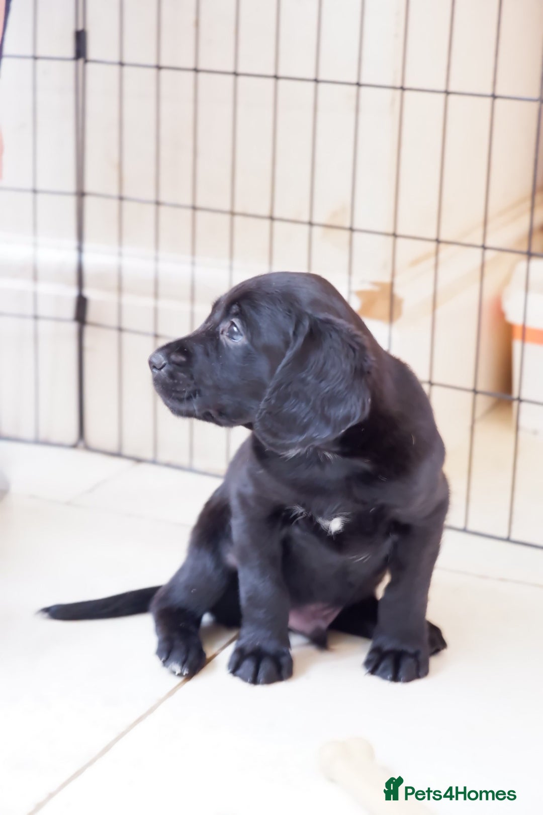 Cockerdor dogs for sale: Working Cockerdor Pups - Advert 9