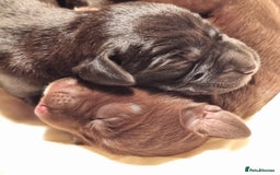 Mixed Breed dogs for sale: Collie cross rough haired Hungarian viszler  - Image 1