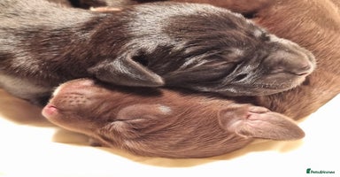 Mixed Breed dogs - Advert 12