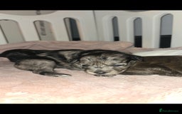 Pomapoo dogs for sale: 1 time miniature Pomapoo puppies - Image 9