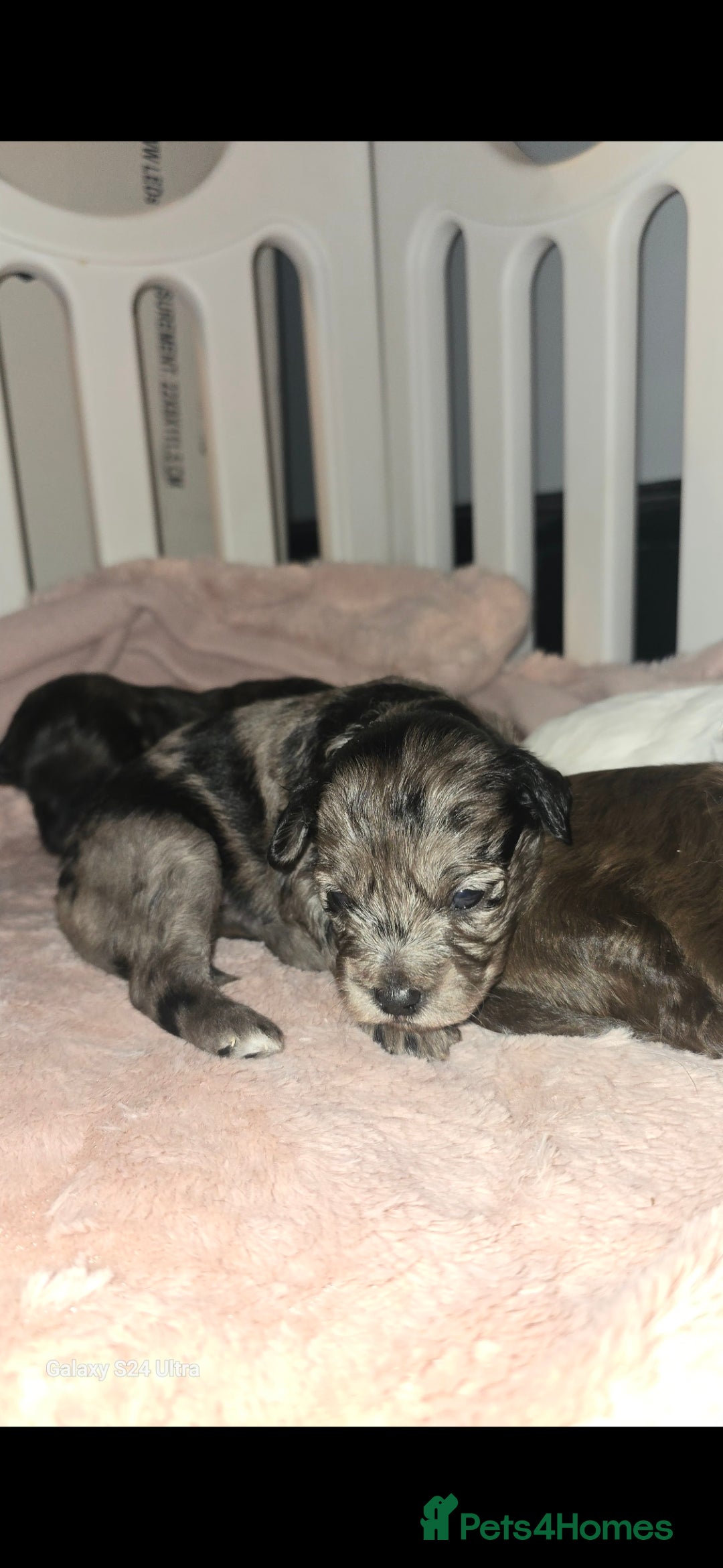 Pomapoo dogs for sale: 1 time miniature Pomapoo puppies - Image 9
