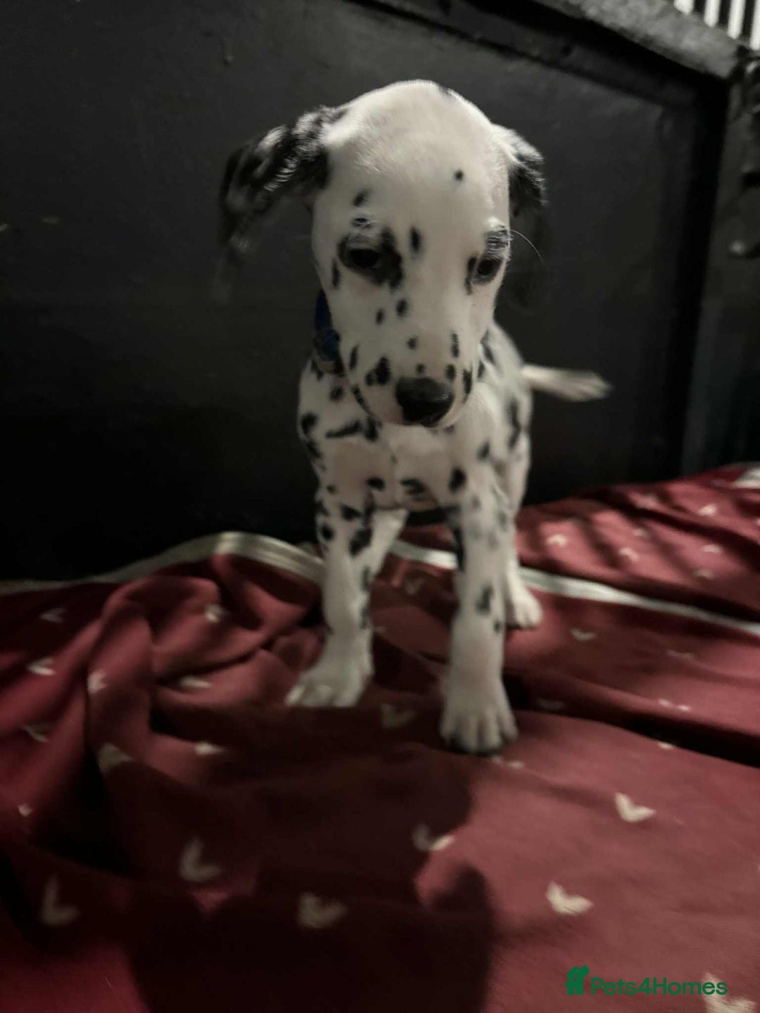 Dalmatian dogs for sale: 9 week old Dalmatian puppies available  - Advert 5