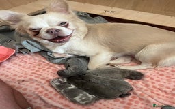 French Bulldog dogs for sale: French Bulldogs merle x fluffy puppies - Image 3
