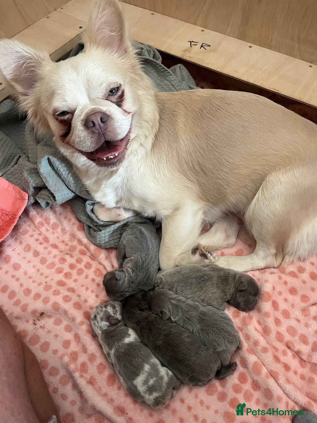French Bulldog dogs for sale: French Bulldogs merle x fluffy puppies - Image 3