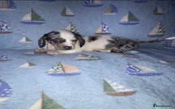 Chiweenie dogs for sale: Chihuahua Cross Puppies   - Image 5