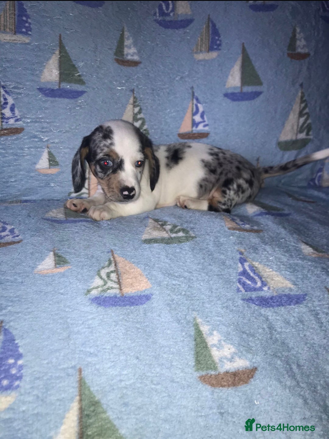 Chiweenie dogs for sale: Chihuahua Cross Puppies   - Image 5