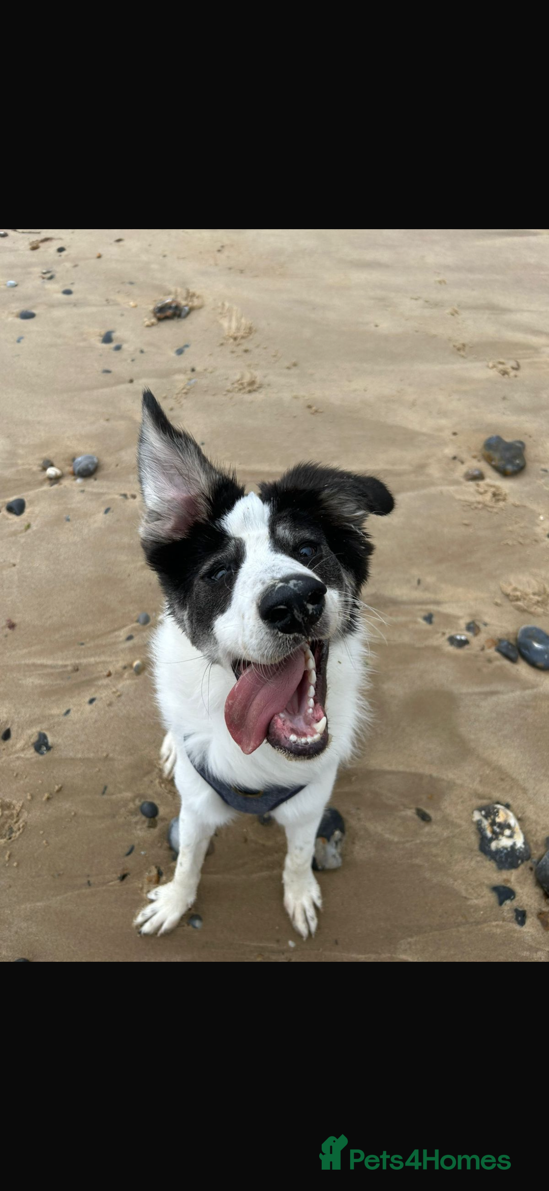 Mixed Breed dogs for sale: 13 Month Old - Marley❤️ - Advert 5