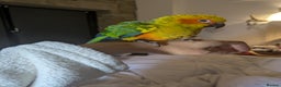 Conures birds for sale: Sun Conure super friendly baby - Advert 9