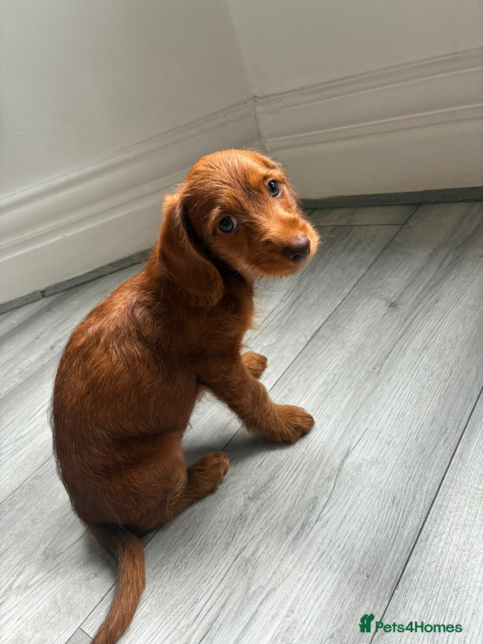 Mixed Breed dogs Last girl left Doxiepoo red girl ready now  - Advert 3