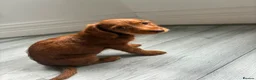 Mixed Breed dogs for sale: Last girl left Doxiepoo red girl ready now  in Westcliff-on-Sea - Advert 1