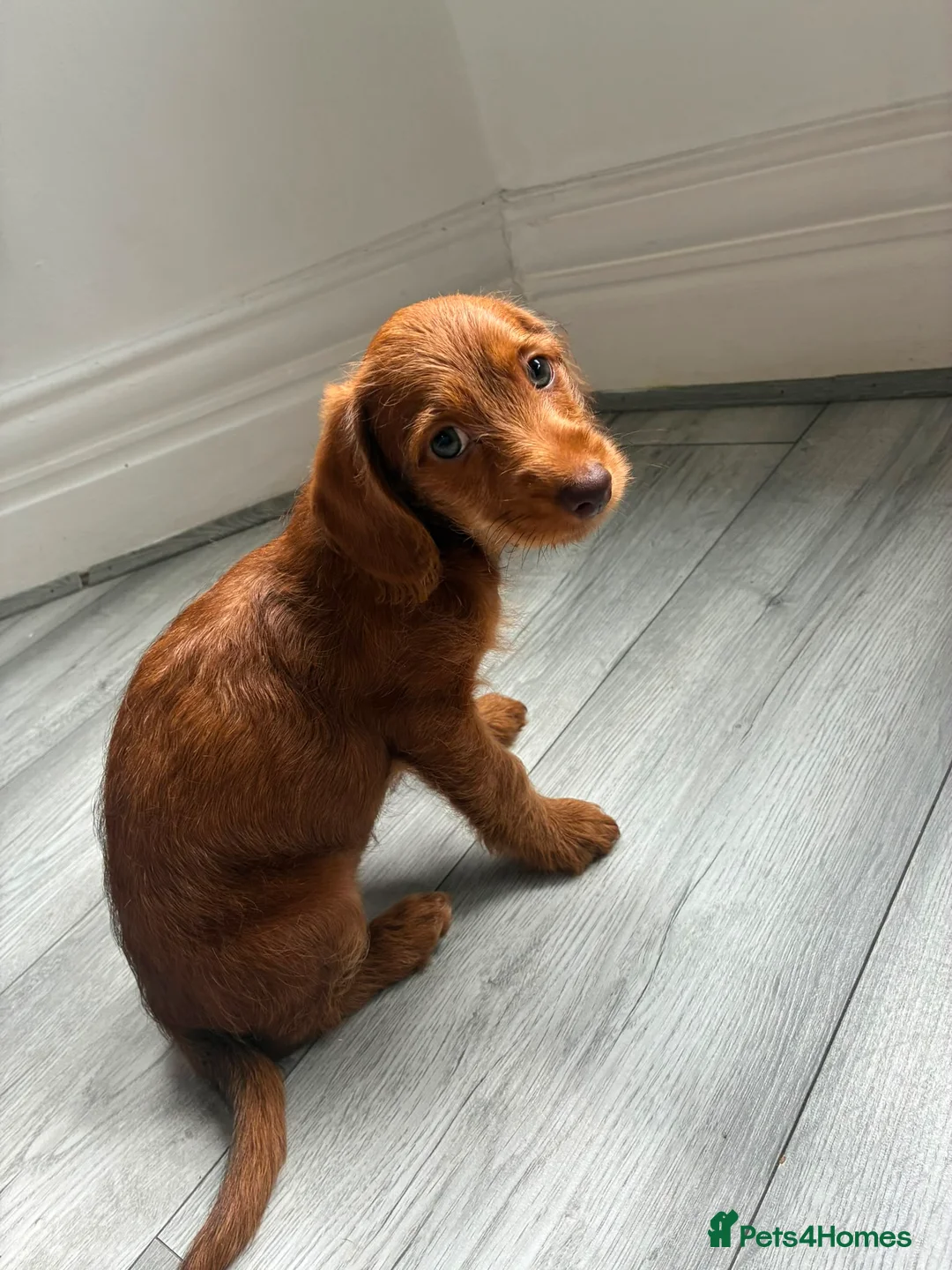 Mixed Breed dogs for sale: Last girl left Doxiepoo red girl ready now  in Westcliff-on-Sea - Advert 1