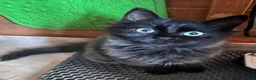 Mixed Breed cats for sale: Beautiful unusual coloured kittens  - Advert 2