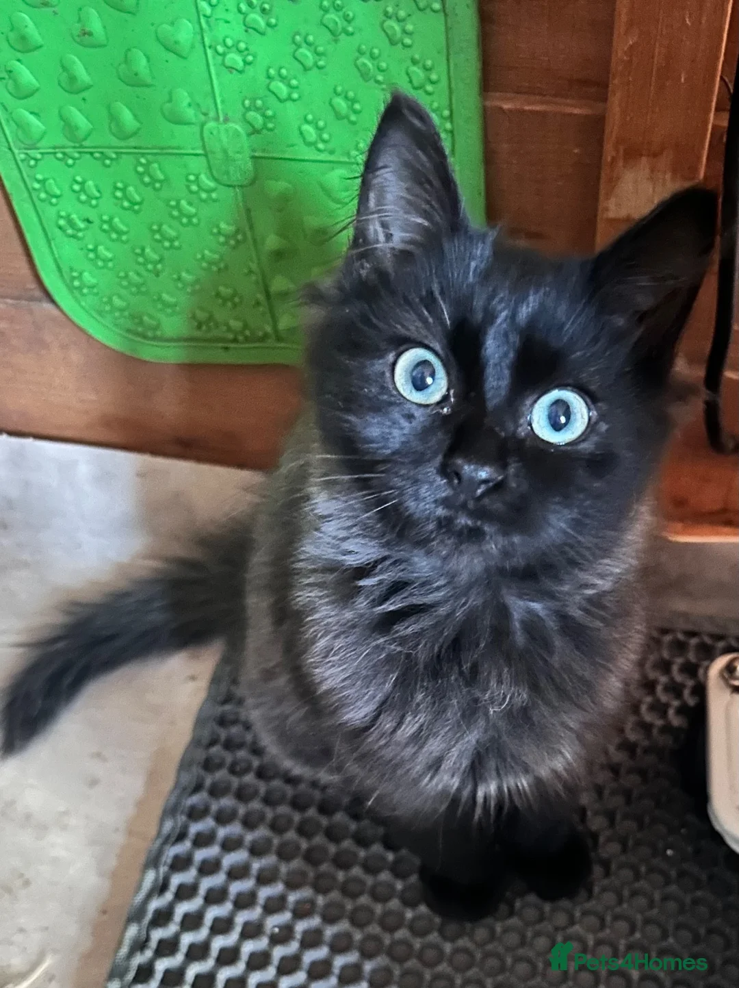 Mixed Breed cats for sale: Beautiful unusual coloured kittens  - Advert 2