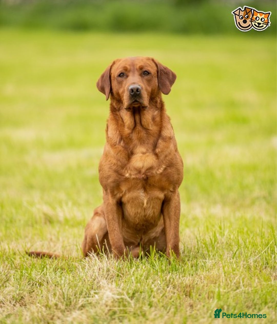 Labrador Retriever dogs for stud: FULLY HEALTH TESTED fox red labrador in Malton - Advert 4