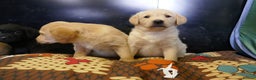 Labrador Retriever dogs for sale: ADORABLE LABRADOR PUPPIES KC REGISTERED - Advert 6