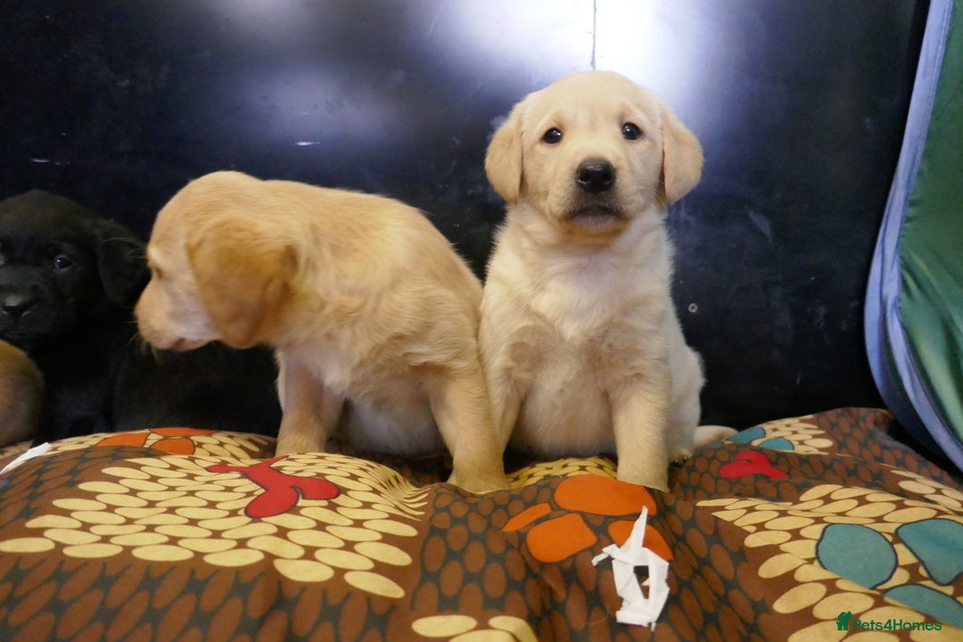 Labrador Retriever dogs for sale: ADORABLE LABRADOR PUPPIES KC REGISTERED - Advert 6