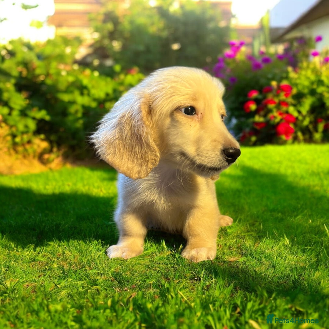 Dachshund dogs for sale: cream KC long haired miniature dachshunds for sale - Image 4