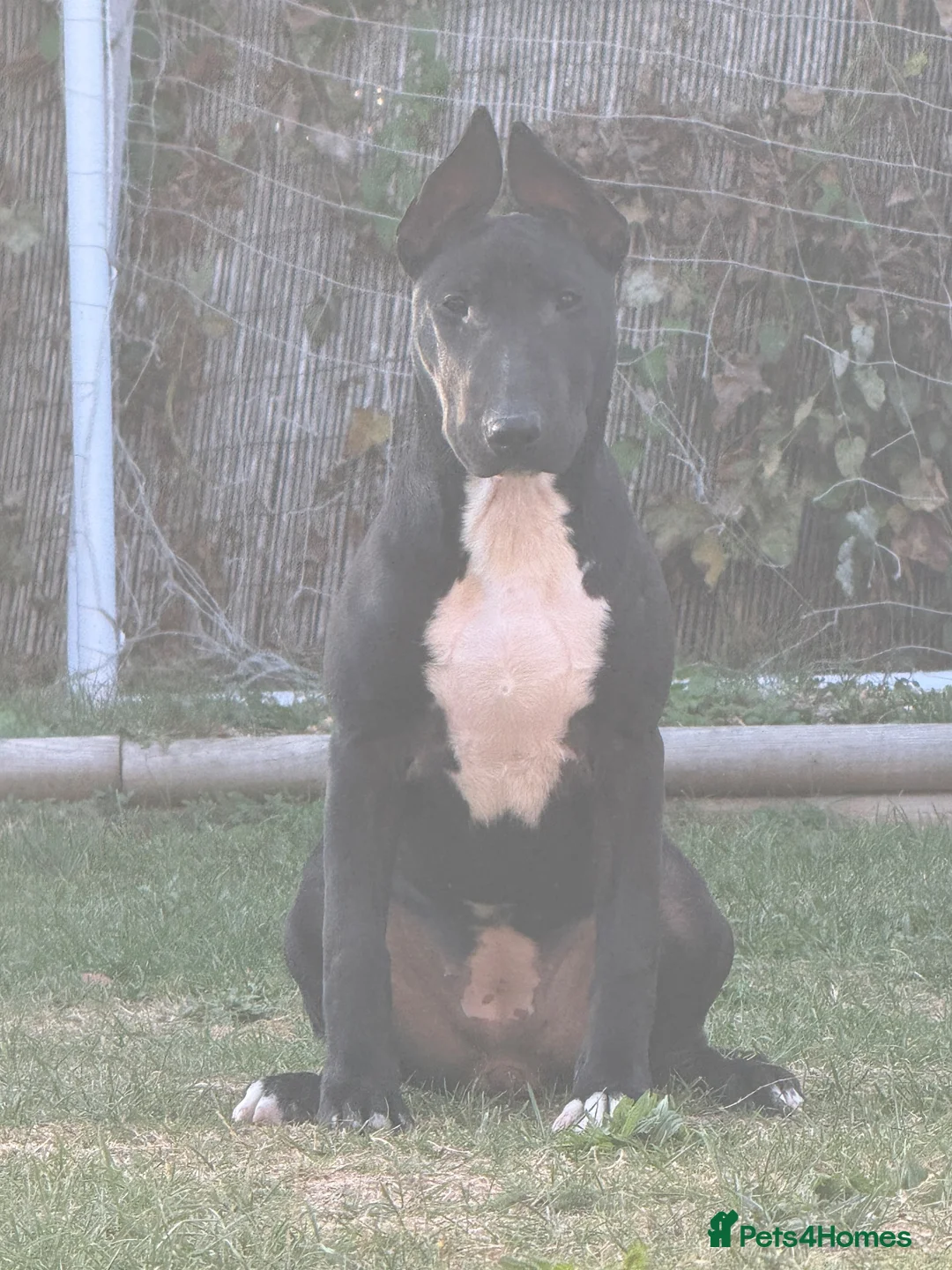 English Bull Terrier dogs for sale: Black Female English Bullterrier  in Luton - Advert 2