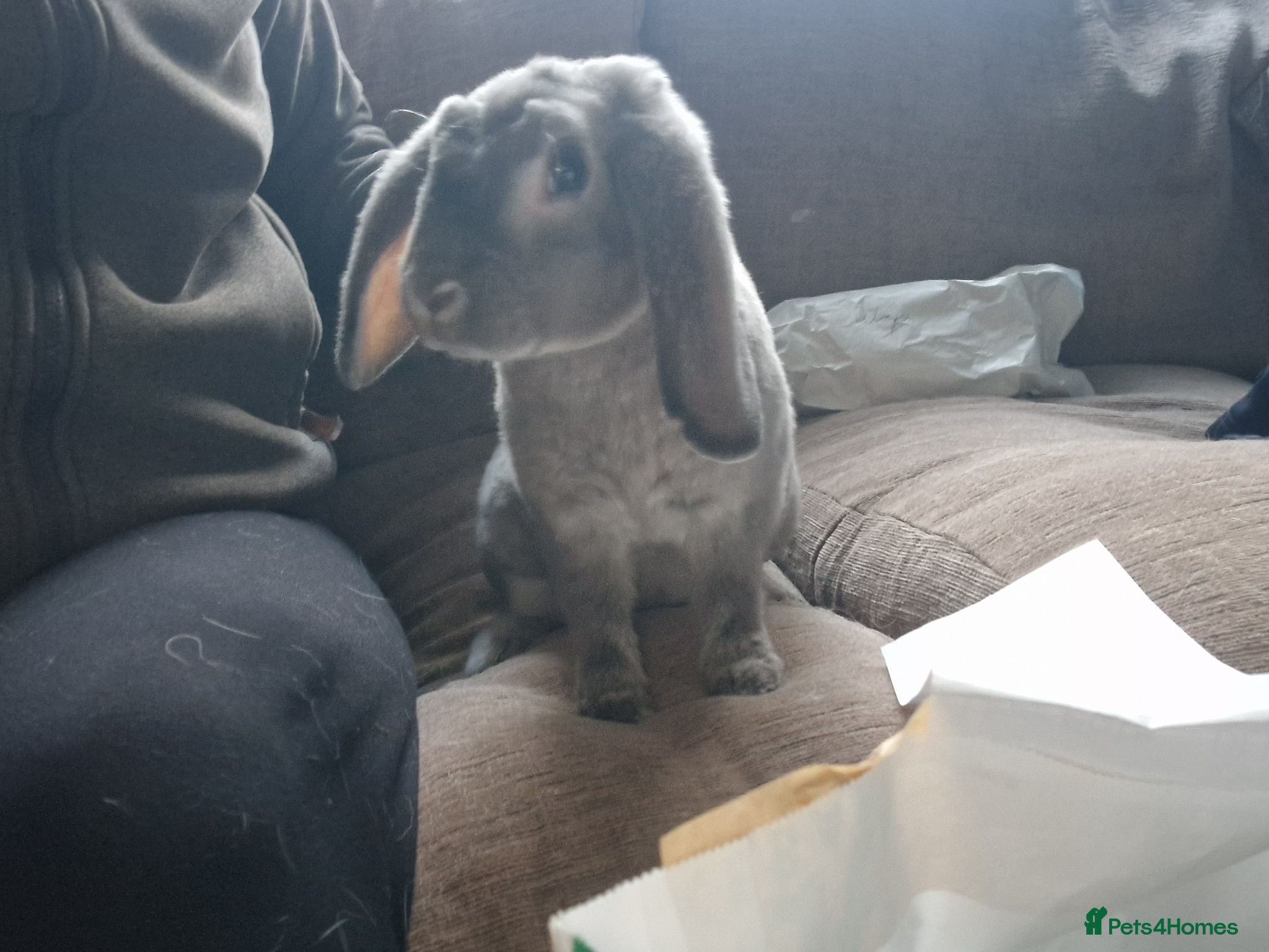 Mixed Breed rabbits Two bonded girls for sale  - Advert 2