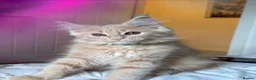 Maine Coon cats for sale: Beautiful Maine Coon kittens for sale. Two boys.🦁 - Advert 3