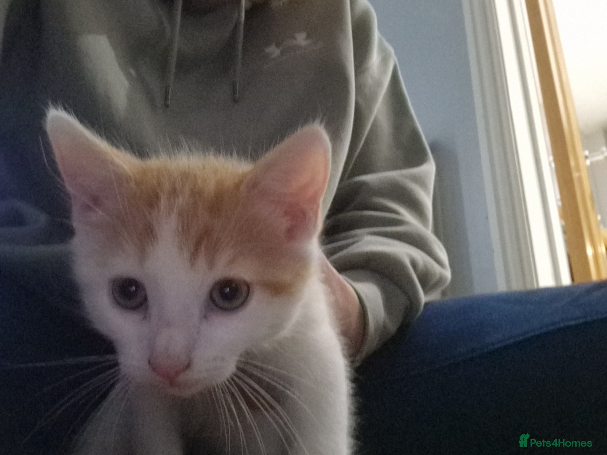 Mixed Breed cats Kittens for sale - Advert 3