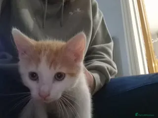 Mixed Breed cats Kittens for sale - Advert 3