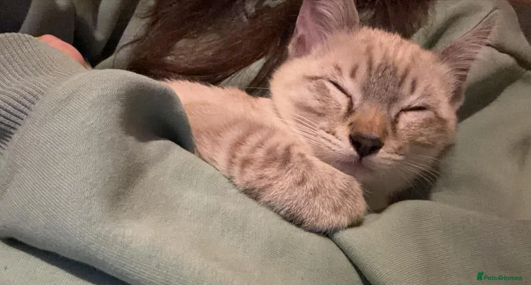 Bengal cats for sale: Guaranteed to be Cuddly *ready now*  - Advert 2