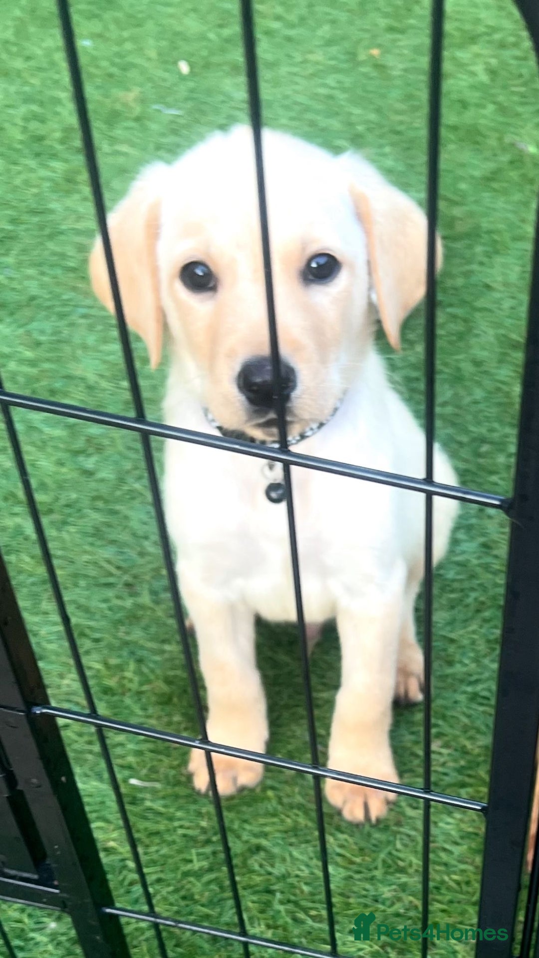 Labrador Retriever dogs for sale: Labrador puppies  - Image 3