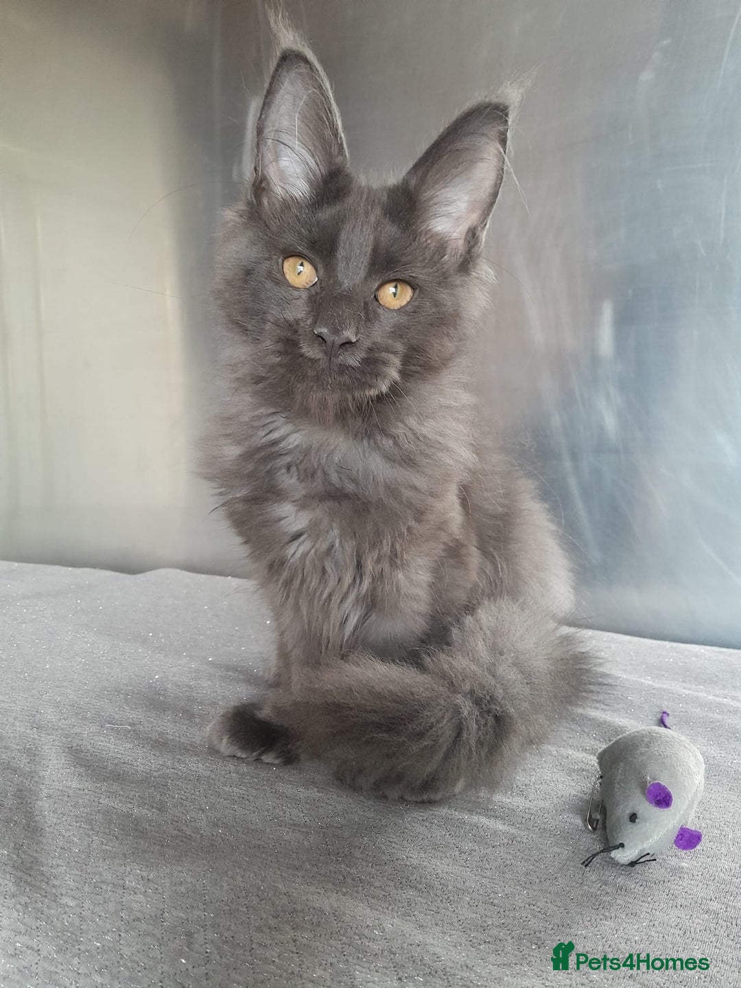 Maine Coon cats for sale: solid boys polydact maine coon  - Image 7