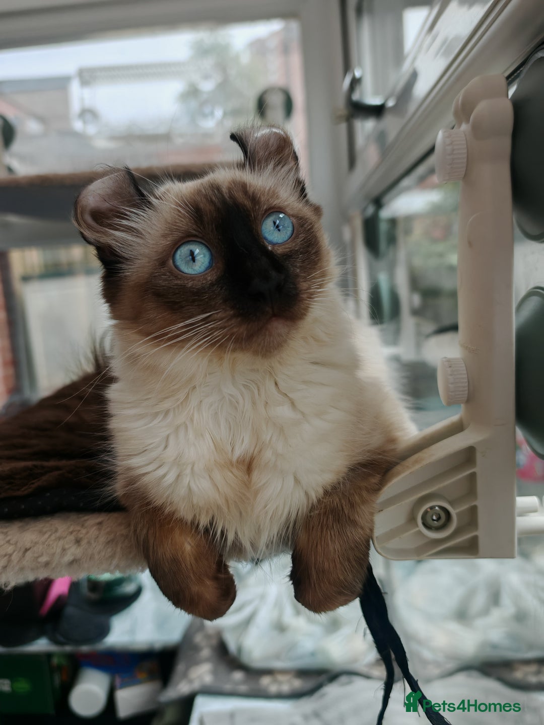 American Curl cats for sale: Two very rare and wonderful kittens for sale - Image 21