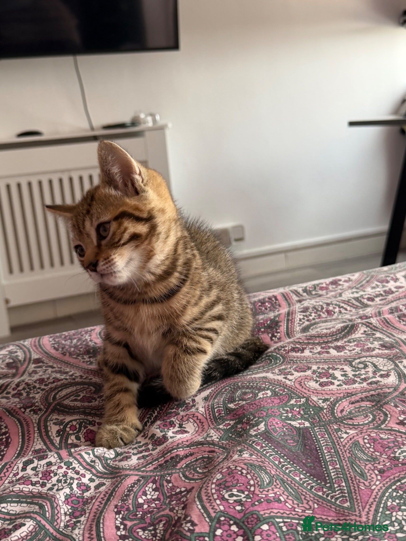 British Shorthair cats Adorable BSH BLH kittens ready to go. - Advert 3
