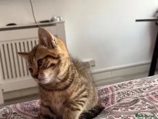 British Shorthair cats Adorable BSH BLH kittens ready to go. - Advert 3