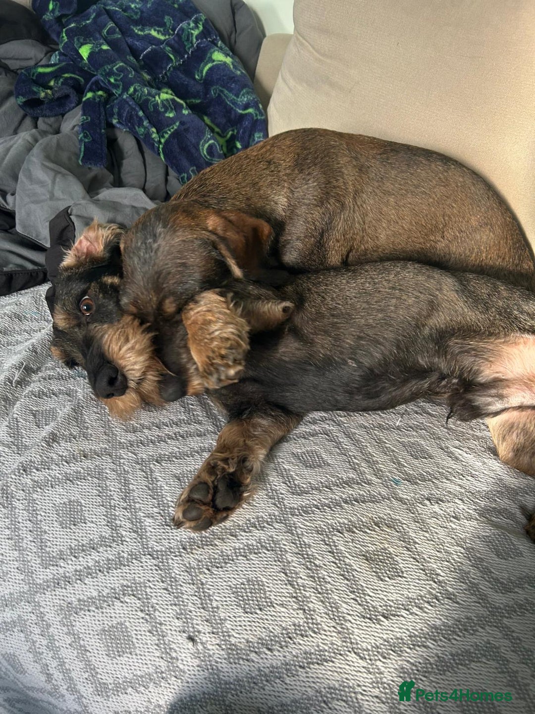 Dachshund dogs for sale: Teckle Dachshund  - Advert 1