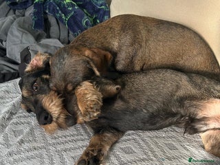 Dachshund dogs Teckle Dachshund - Advert 11