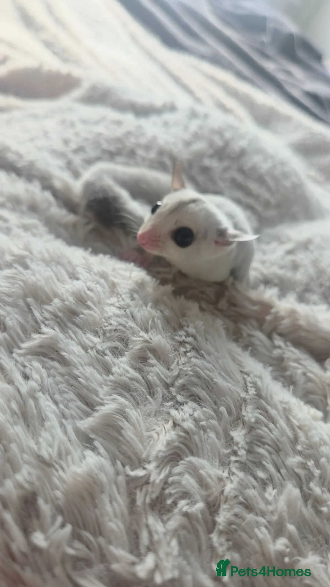 Sugar Glider rodents for sale: Sugar glider twins - Advert 5