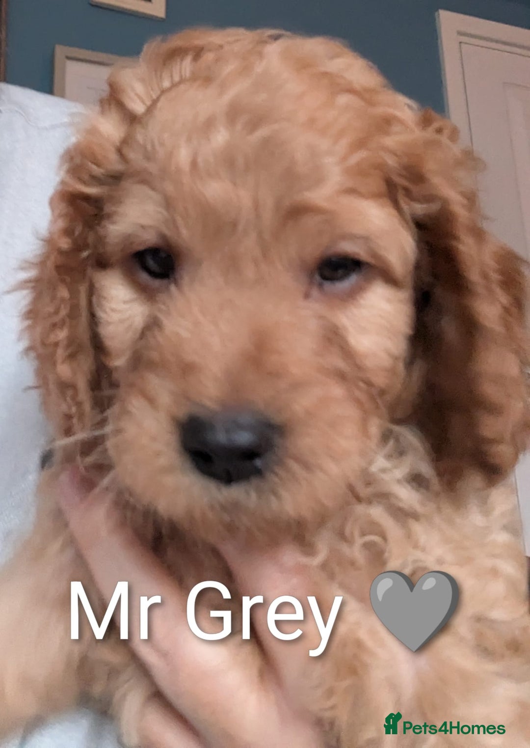 Cockapoo dogs for sale: 🐶 8 Gorgeous F2 Cockapoo Puppies – Ready Soon! 🏡 - Advert 3