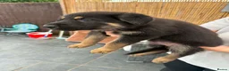 German Shepherd dogs for sale: German Shepard Pups - Ready to leave now! in Goole - Advert 8