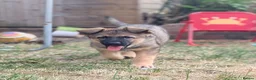 German Shepherd dogs for sale: German shepherd puppy - Advert 3