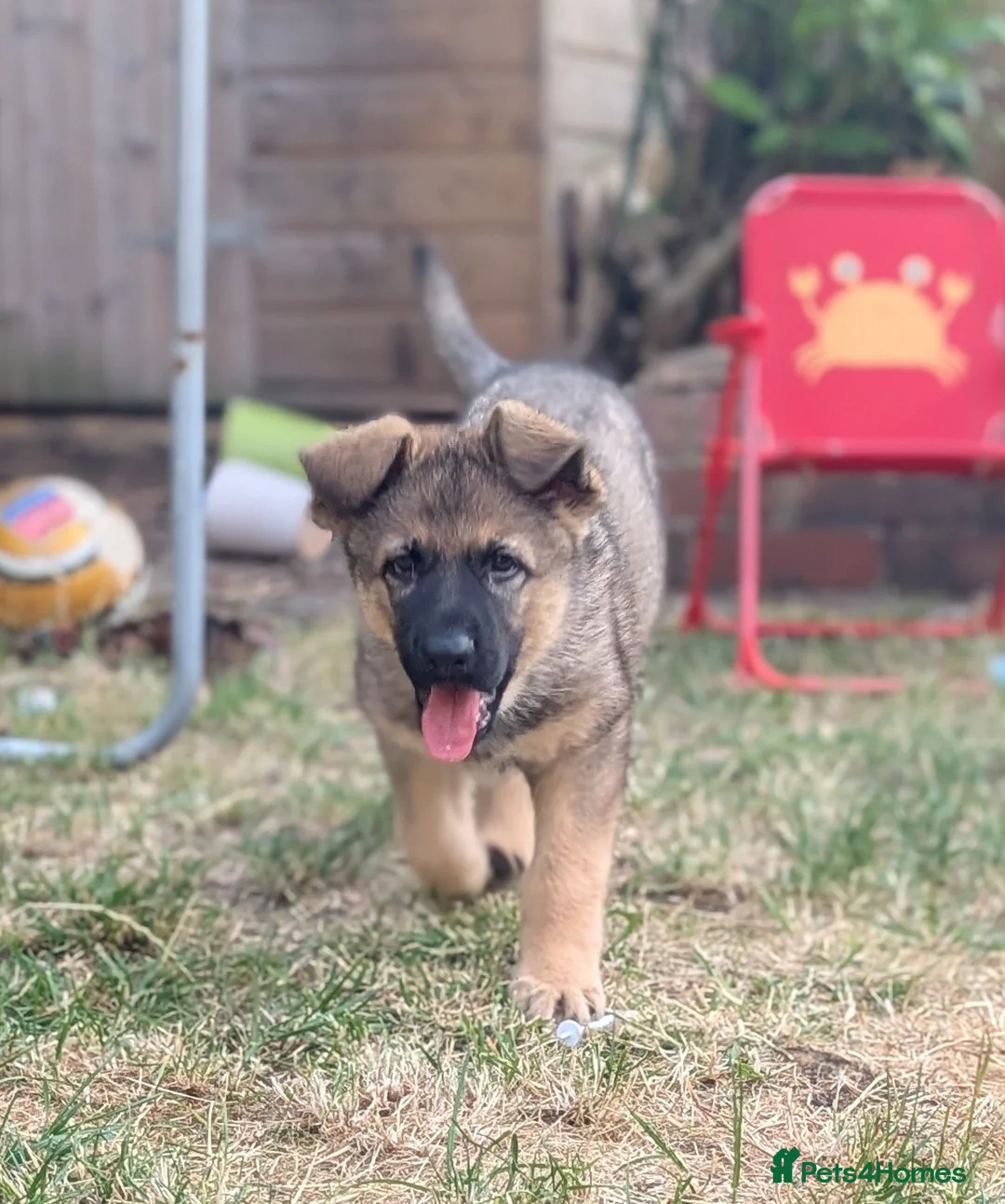 German Shepherd dogs for sale: German shepherd puppy - Advert 3