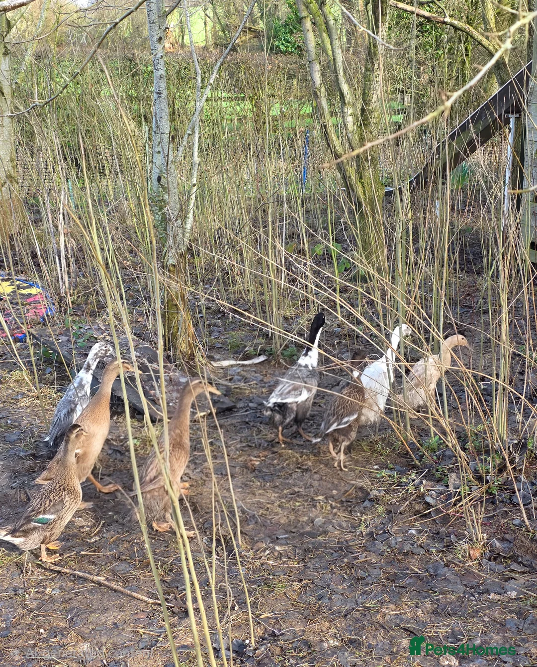 Ducks poultry for sale: Runner duck hatching eggs and ducklings  - Advert 2