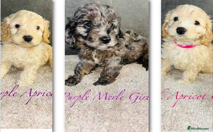 Cavapoo dogs - Advert 7
