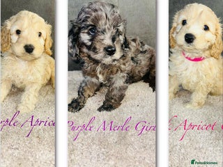 Cavapoo dogs - Advert 2