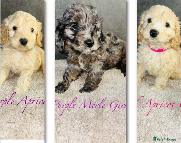 Cavapoo dogs - Advert 2