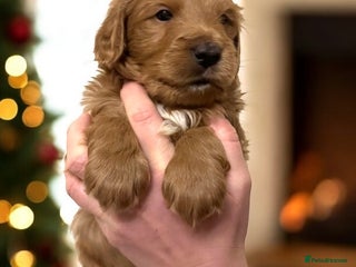 Australian Labradoodle dogs Australian Labradoodle - Advert 2