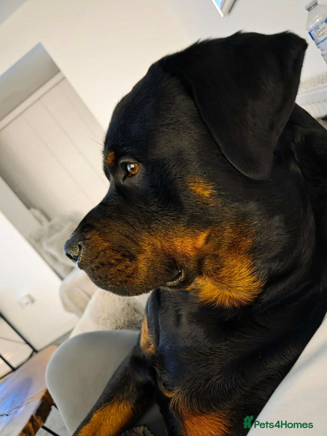 Rottweiler dogs for stud: Rottweiler for STUD only (not for sale/rehoming) - Advert 3