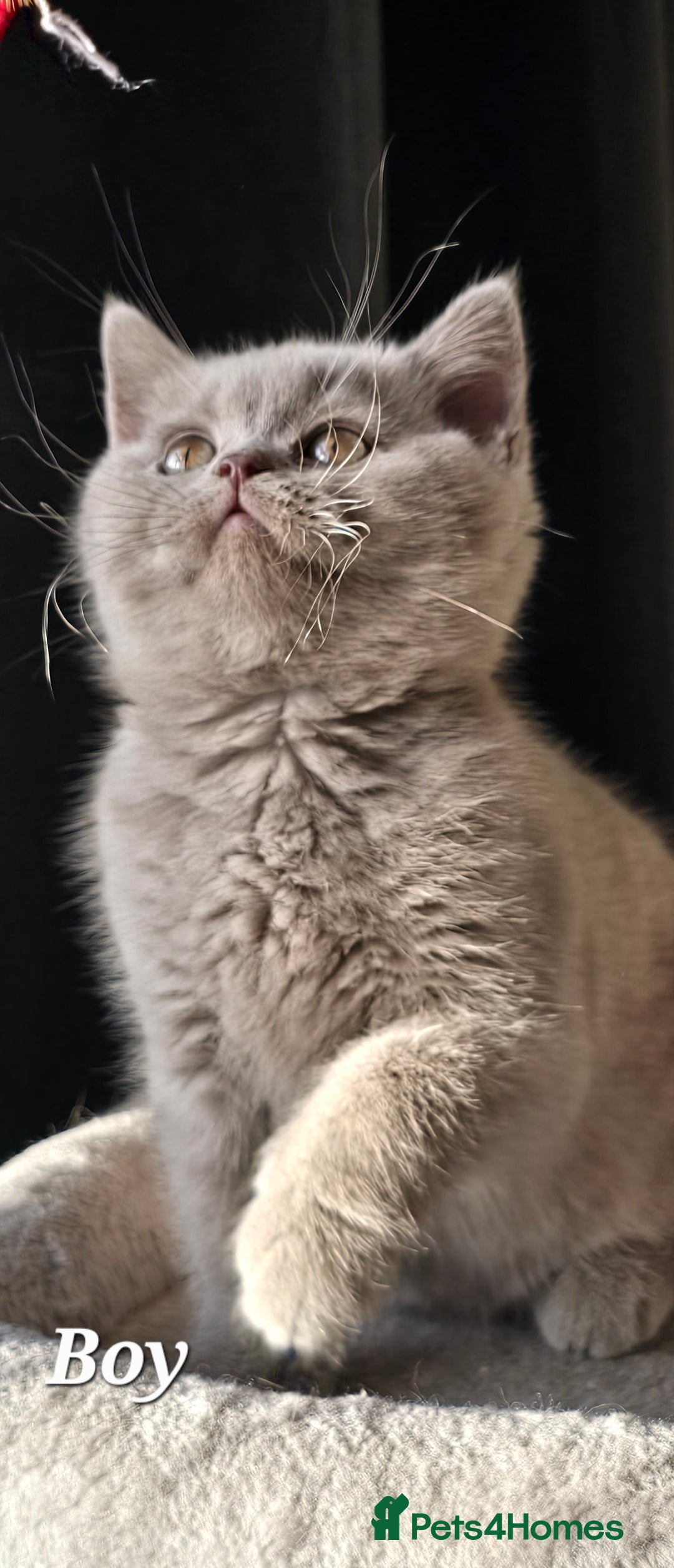 British Shorthair cats for sale: Gorgeous Britishshorthair kittens GCCF registered! - Advert 10