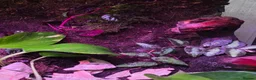 Frog reptiles for sale: Established 45cm Exo Terra Bioactive vivarium  - Advert 3