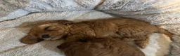 Cavapoo dogs for sale: Dog Trainer’s Cavapoo fur babies   - Advert 28