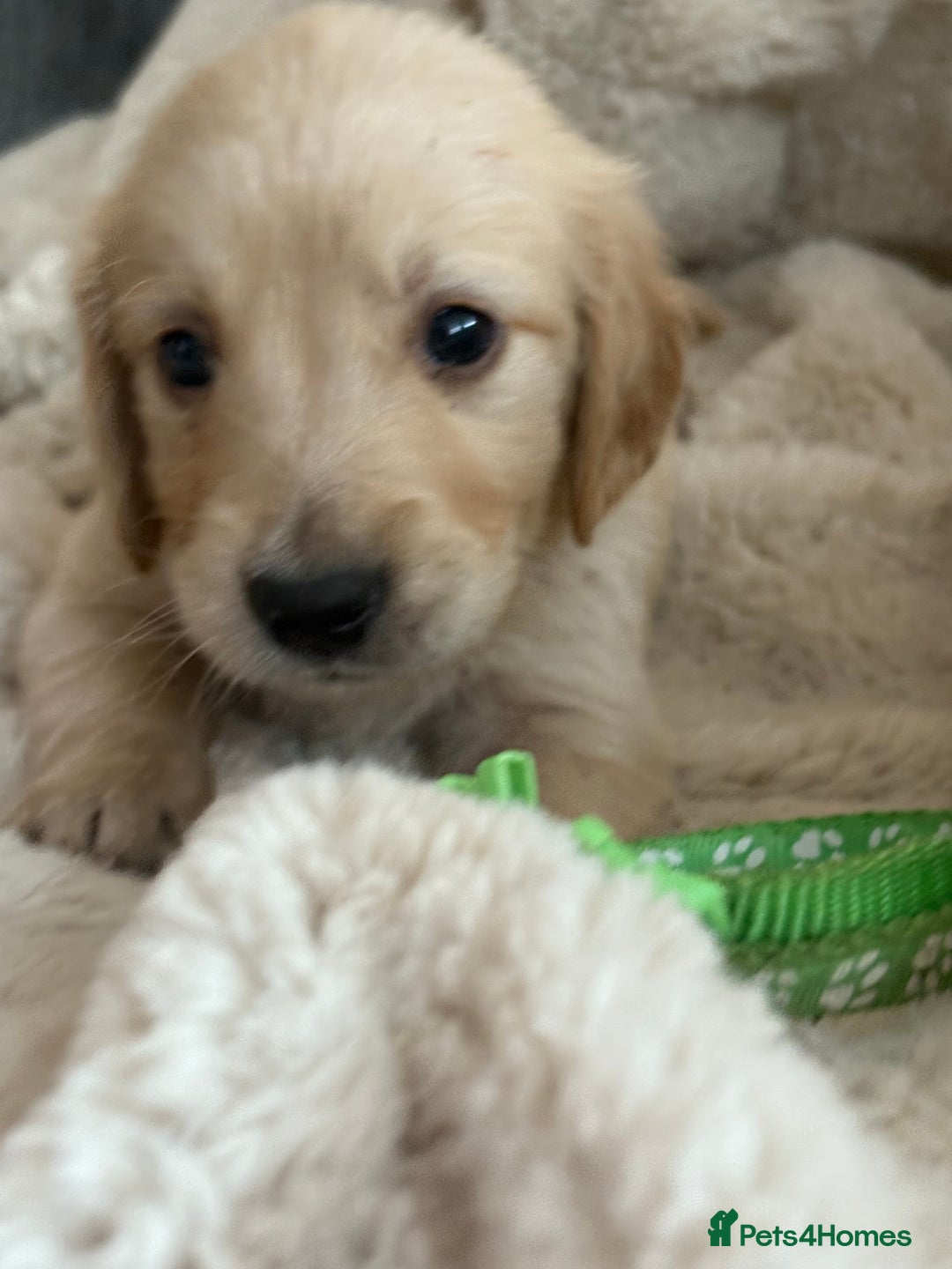 Golden Retriever dogs for sale: Golden retriever puppy Available 🐶🐾🦴  - Image 28